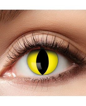 Lentilles yellow cat 1 an